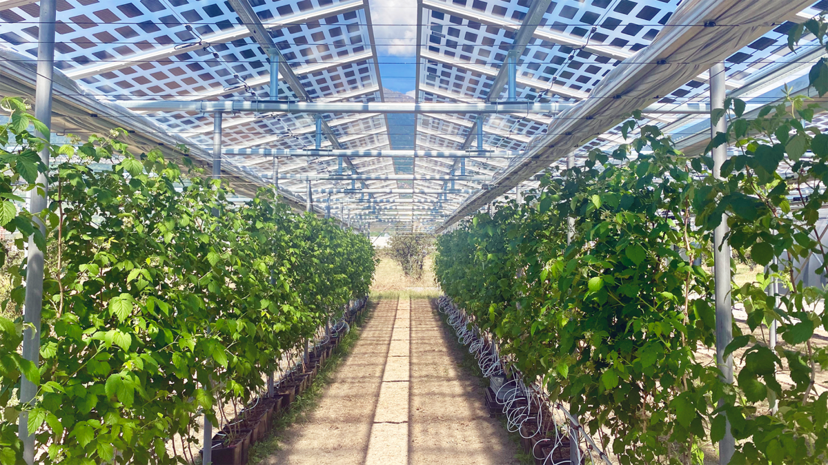 agripvbeeren_web-331.png